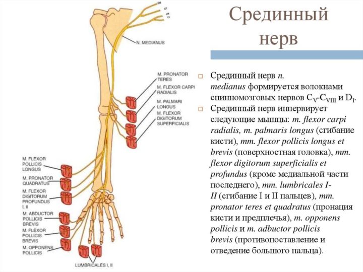 Травма срединного нерва локтя симптомы и лечение