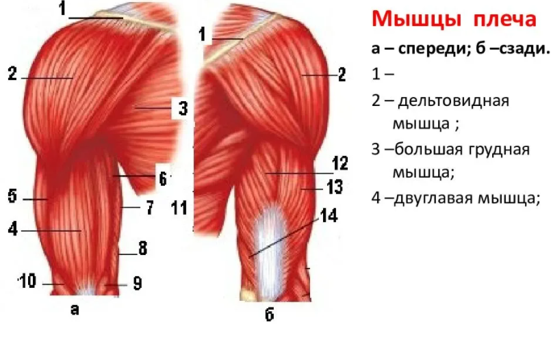 Мышцы плеча анатомия