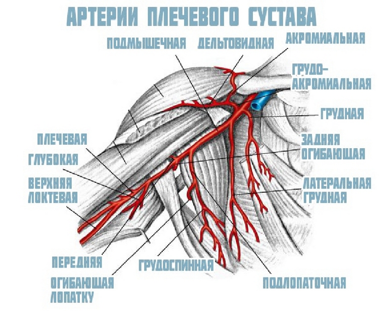 Нервы и кровоснабжение