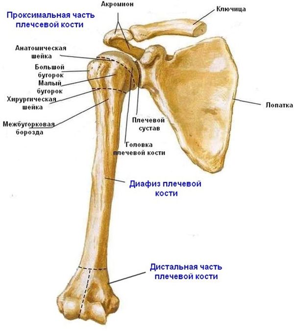 кости плеча