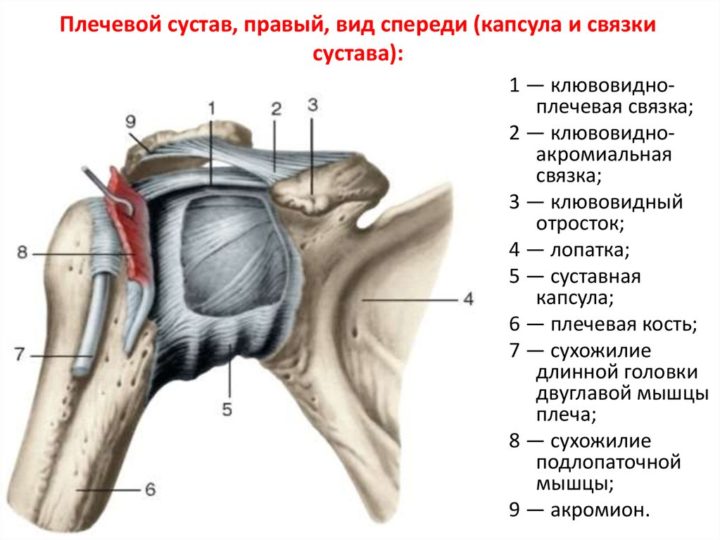 Ложные связки фото